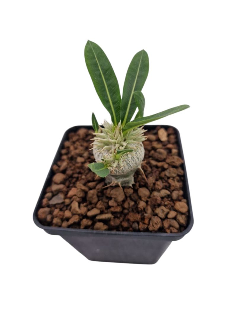 Pachypodium brevicaule (enxertado P. Lamerei)