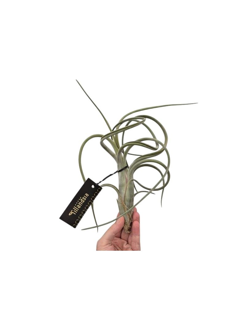 Tillandsia Intermedia