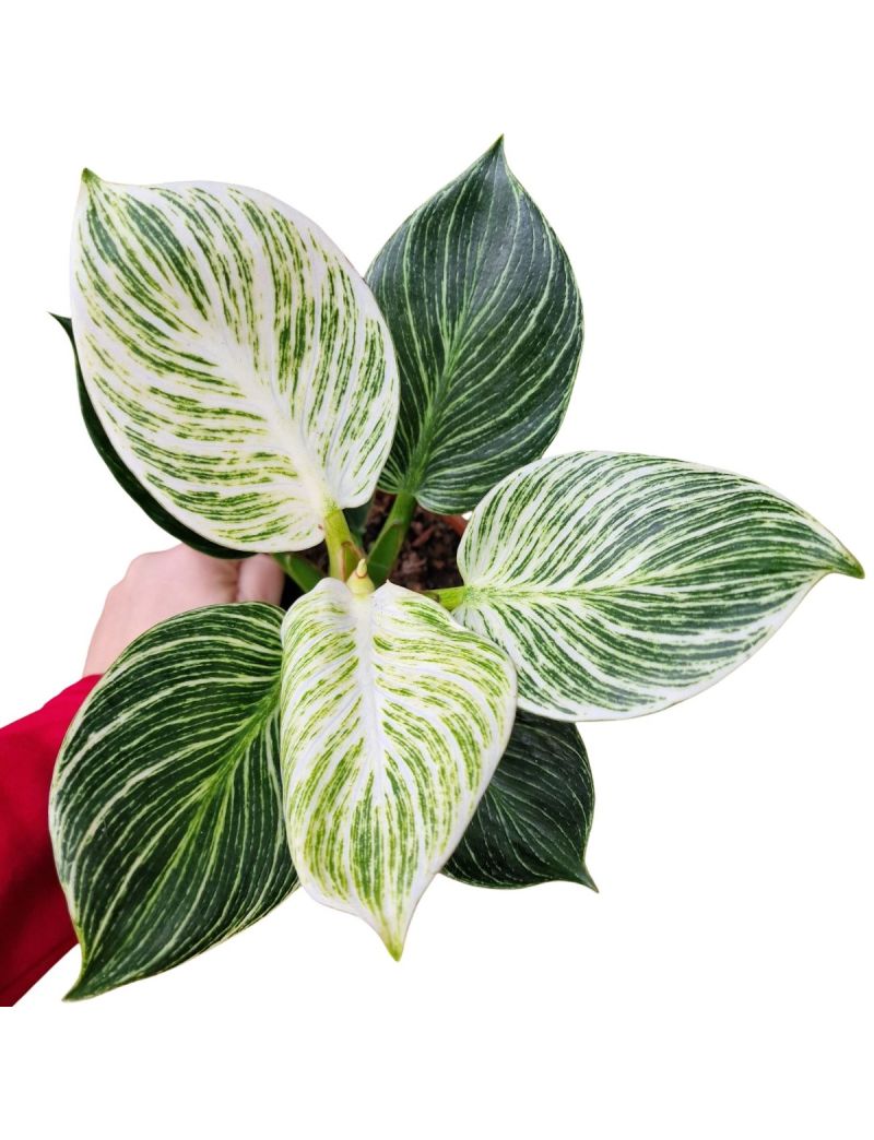 Philondendron birkin