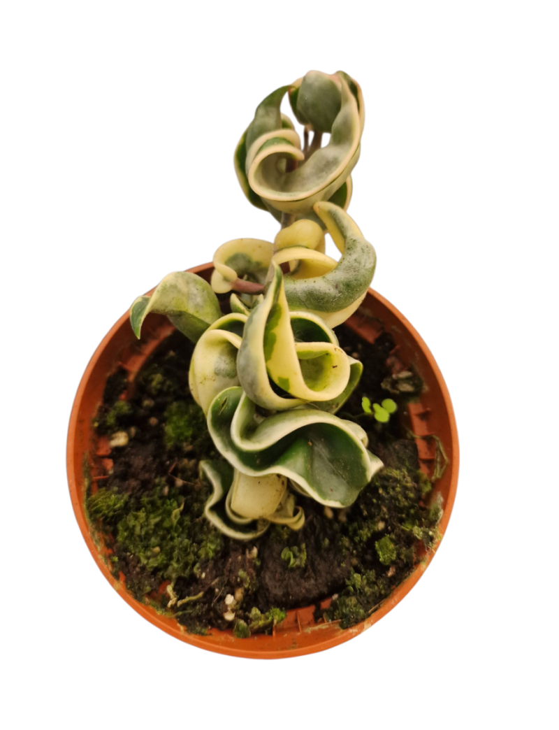 Hoya carnosa 'Compacta Variegata'