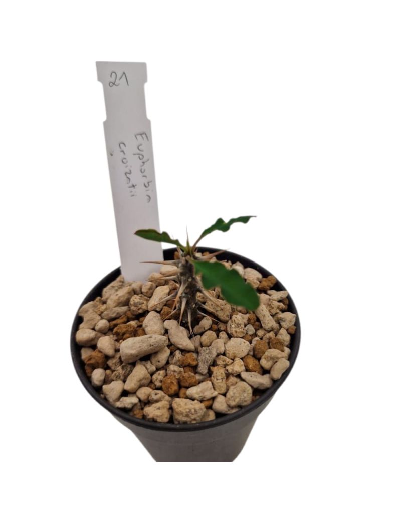 Euphorbia croizatii