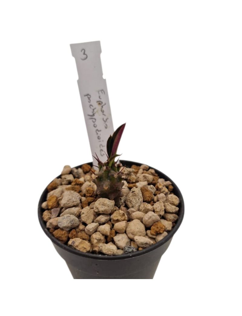 Euphorbia pachypodioides