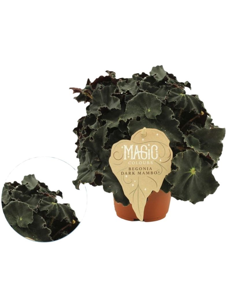 Begonia foliage Magic Colours Dark Mambo