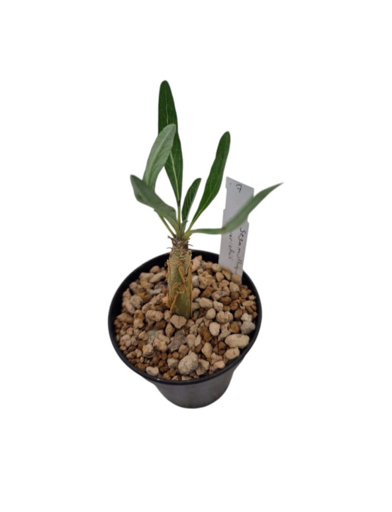 Sesamothanus guerichii