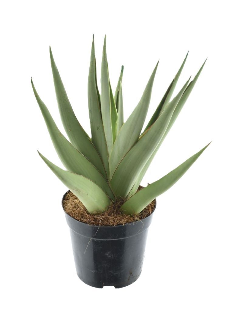 Sansevieria Silver Syreni