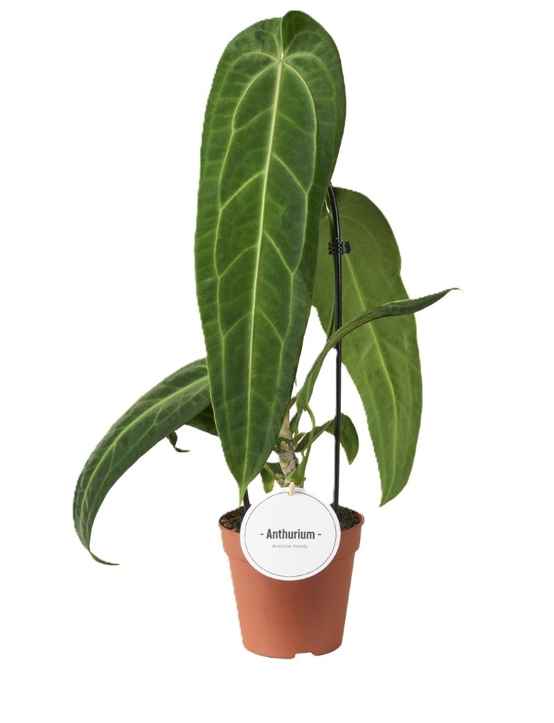 Anthurium warocqueanum