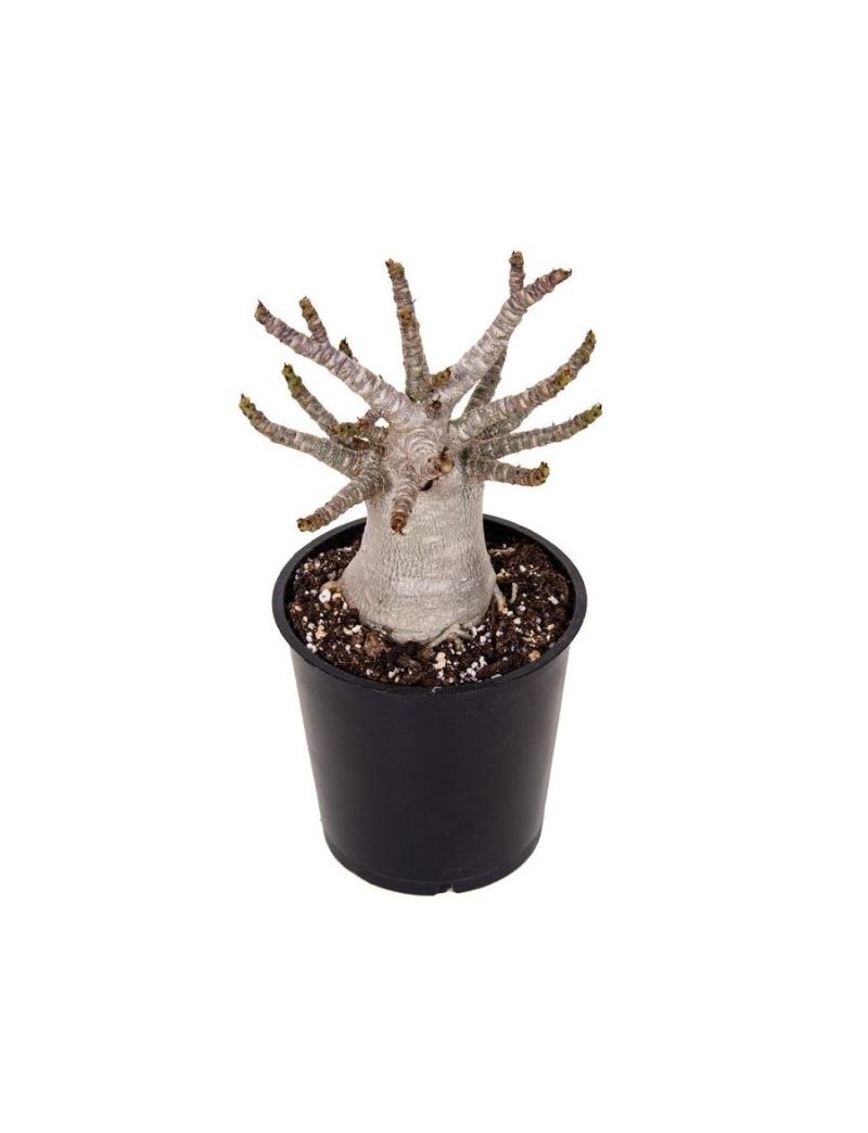 Adenium obesum Baobab com caudex volumoso e flores ornamentais em planta rara de coleção