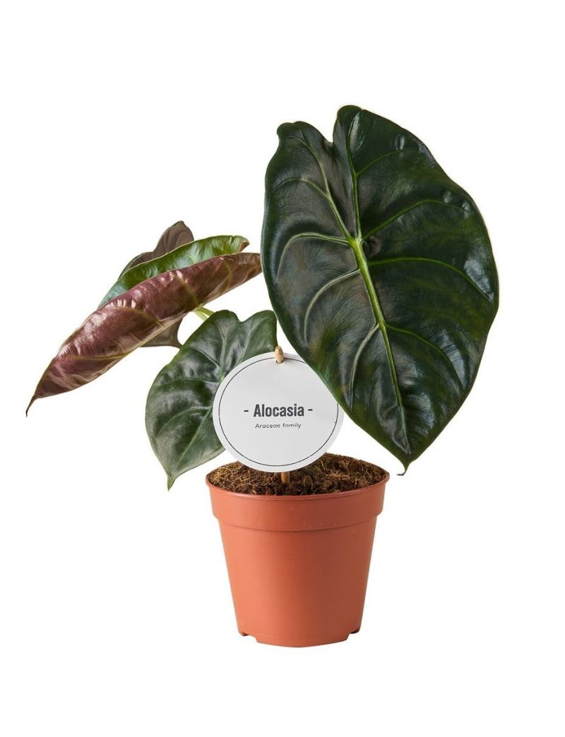 Alocasia &lsquo;Golden Bone&rsquo;