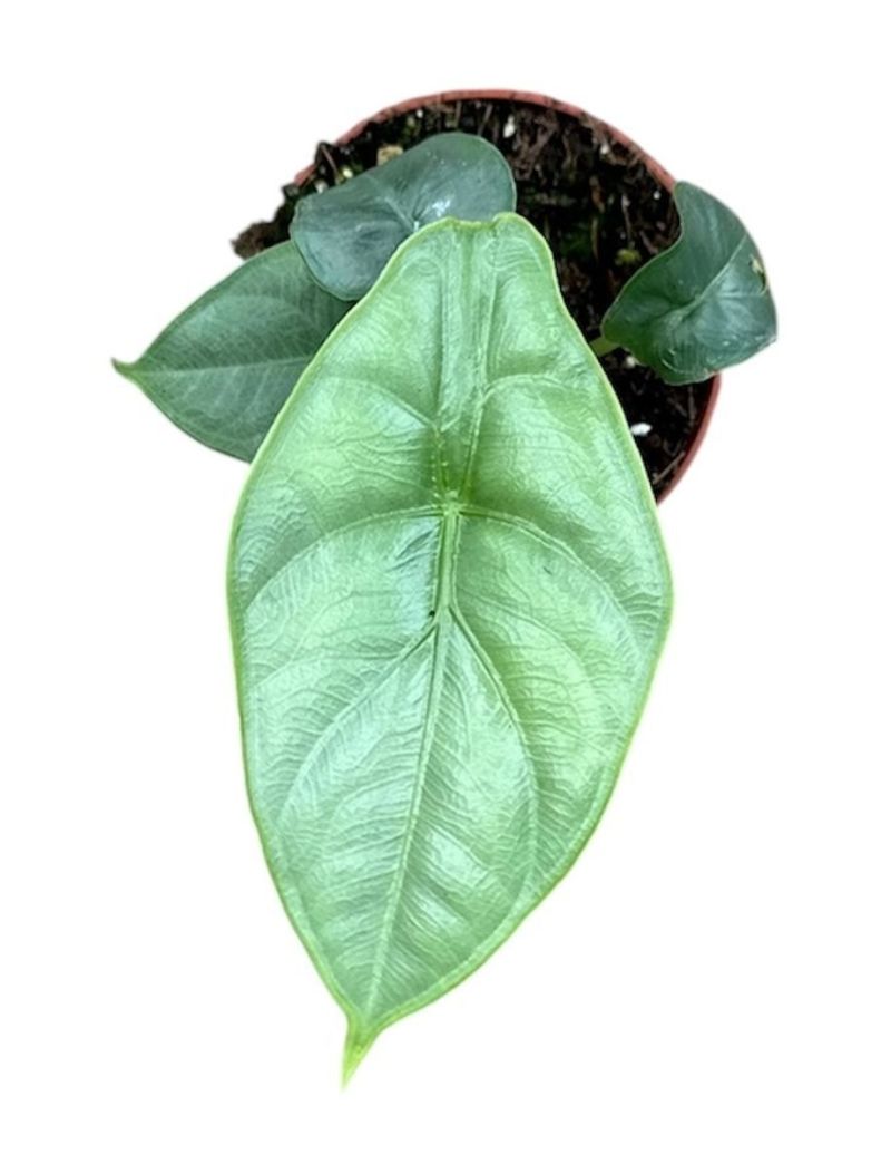 Alocasia puncakborneensis rara do Born&eacute;u com folhagem espessa e estrutura compacta