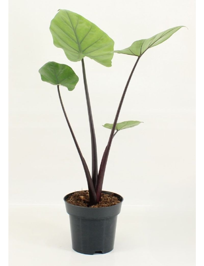 Alocasia 'Black Cobra'