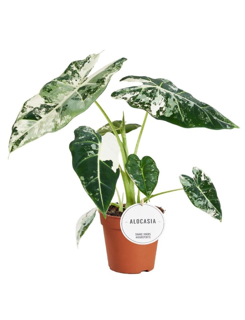 Alocasia micholitziana 'Frydek Variegata'