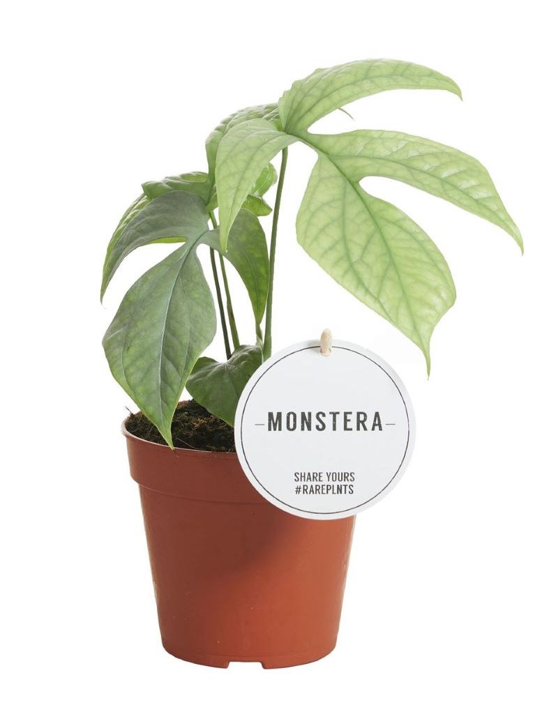 Amydrium medium silver