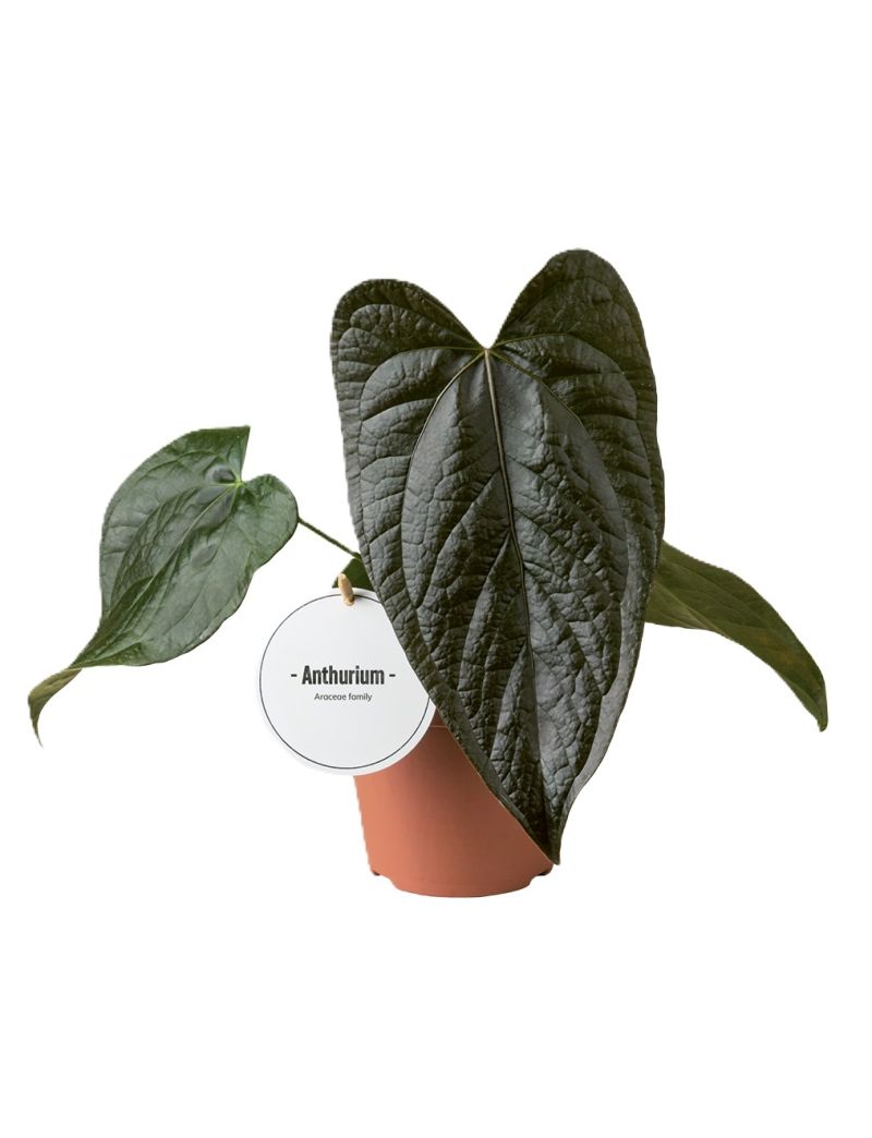 Anthurium 'Queen of Hearts' planta rara de coleção