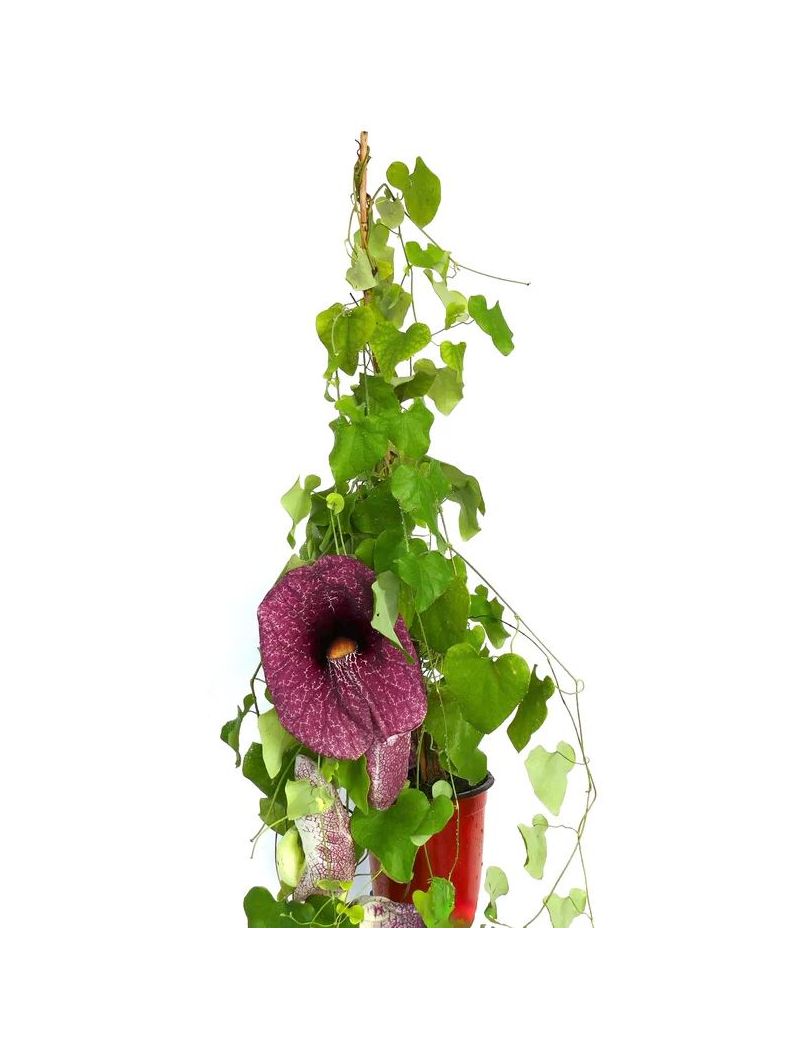 Aristolochia gigantea