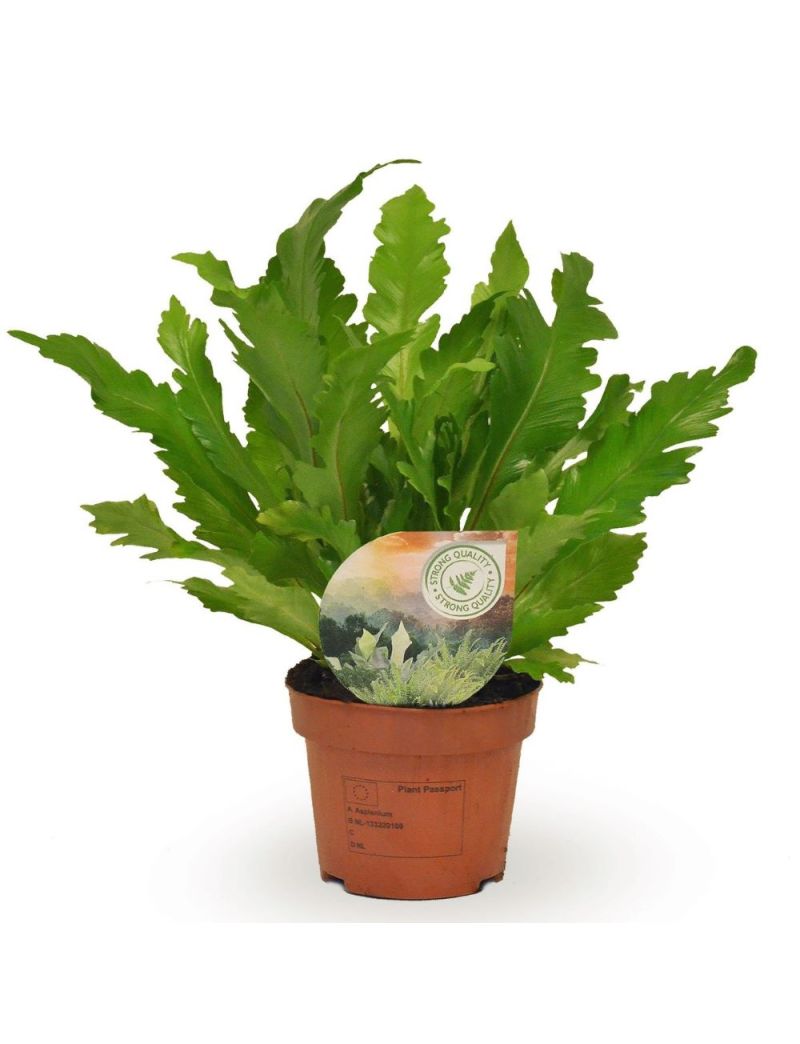 Asplenium nidus 'Campio'