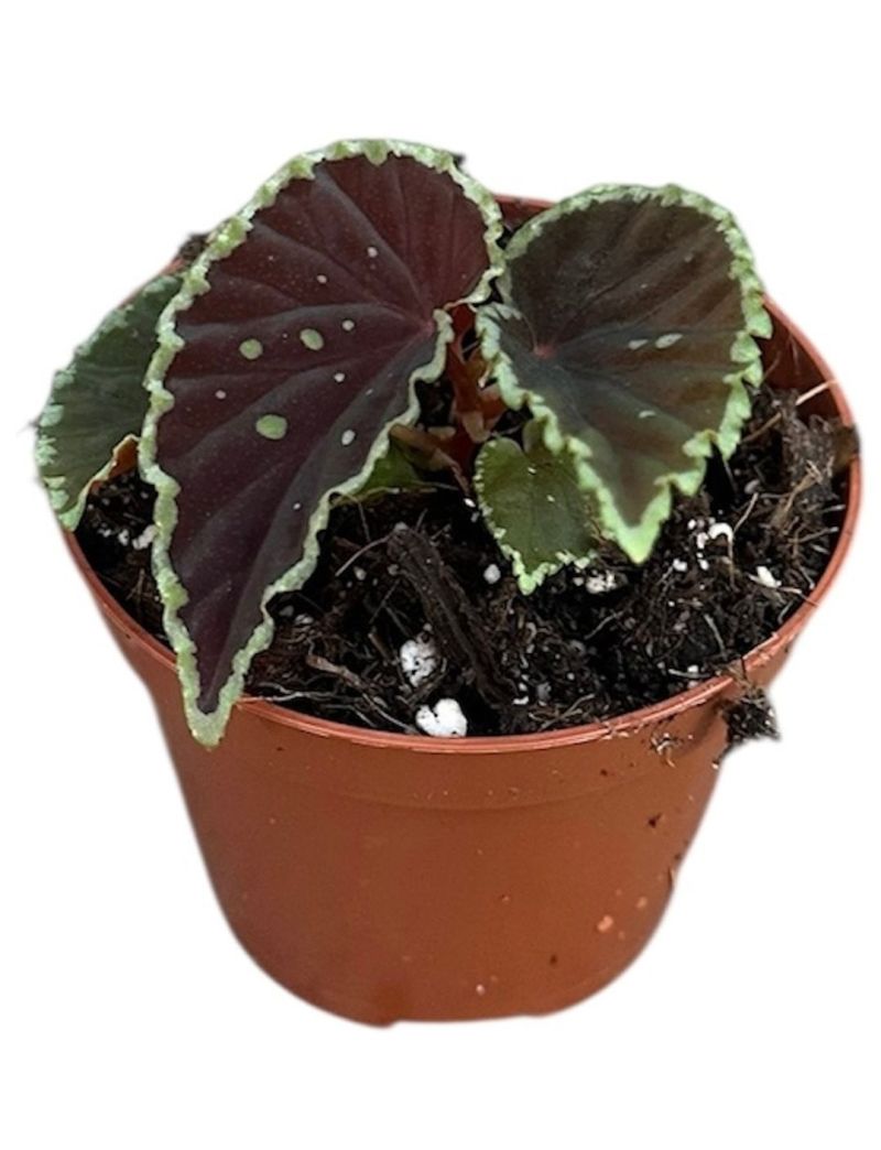 Begonia darthvaderiana Green Spots folhagem escura manchas verde-lim&atilde;o FauniFlora