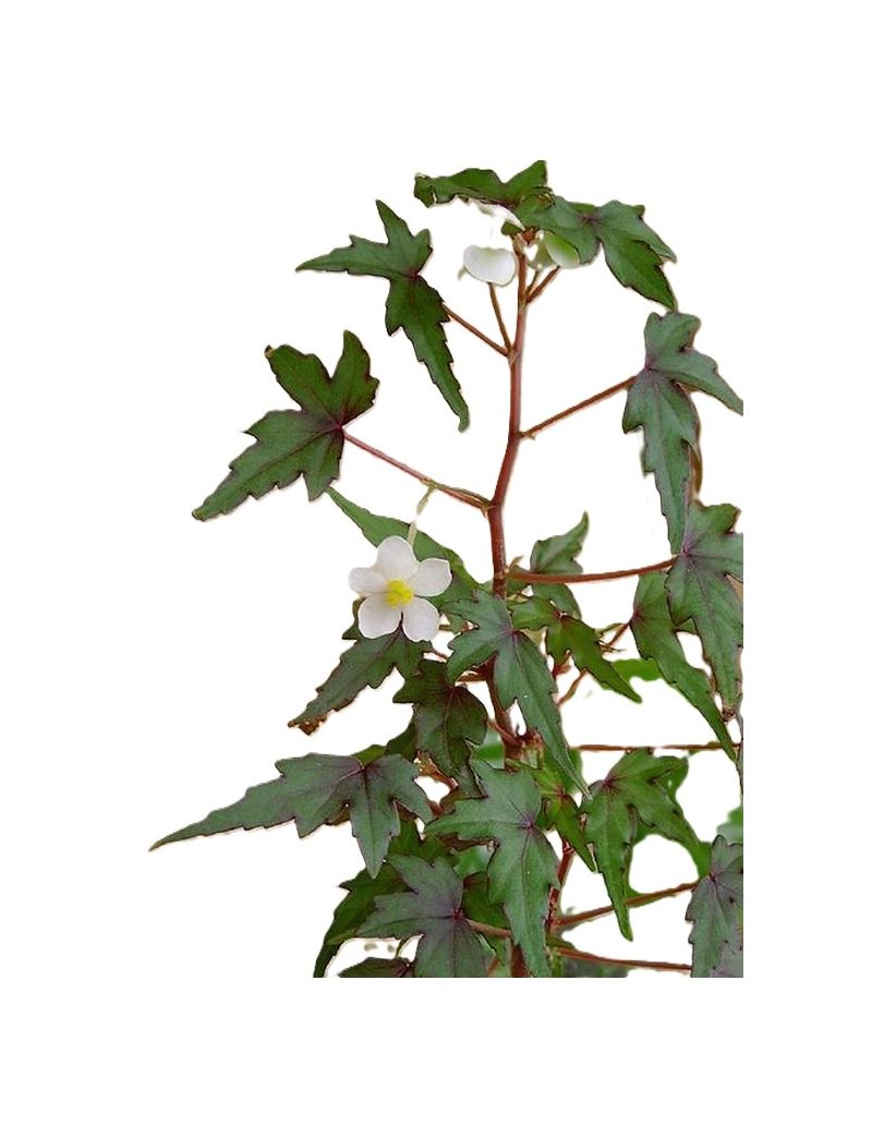 Begonia dregei