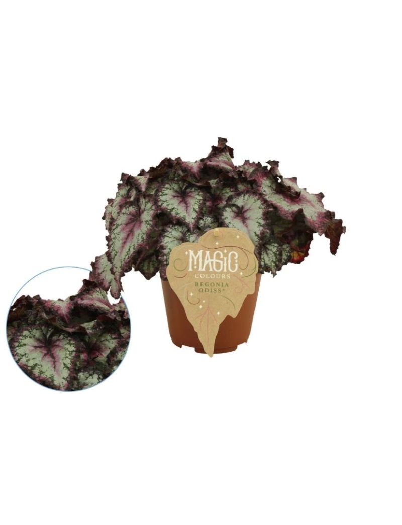 Begonia Magic Colours Odissi detalhe da folhagem colorida