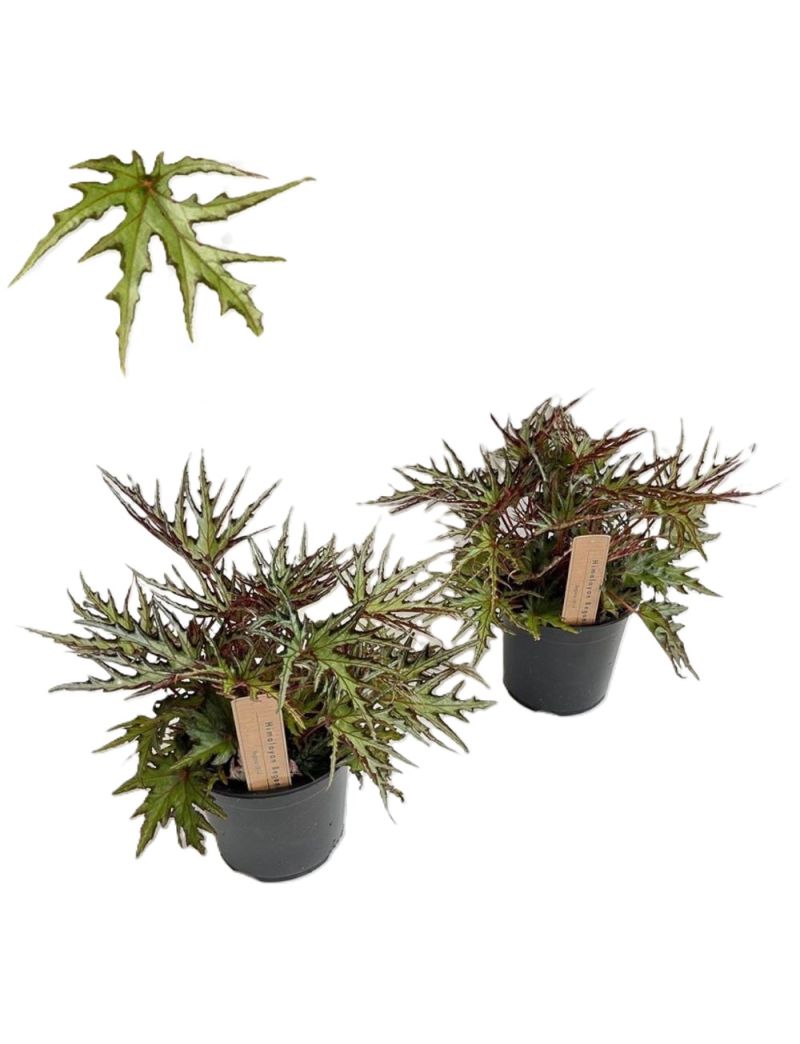 Begonia U614 himalaia planta rara com folhagem texturada