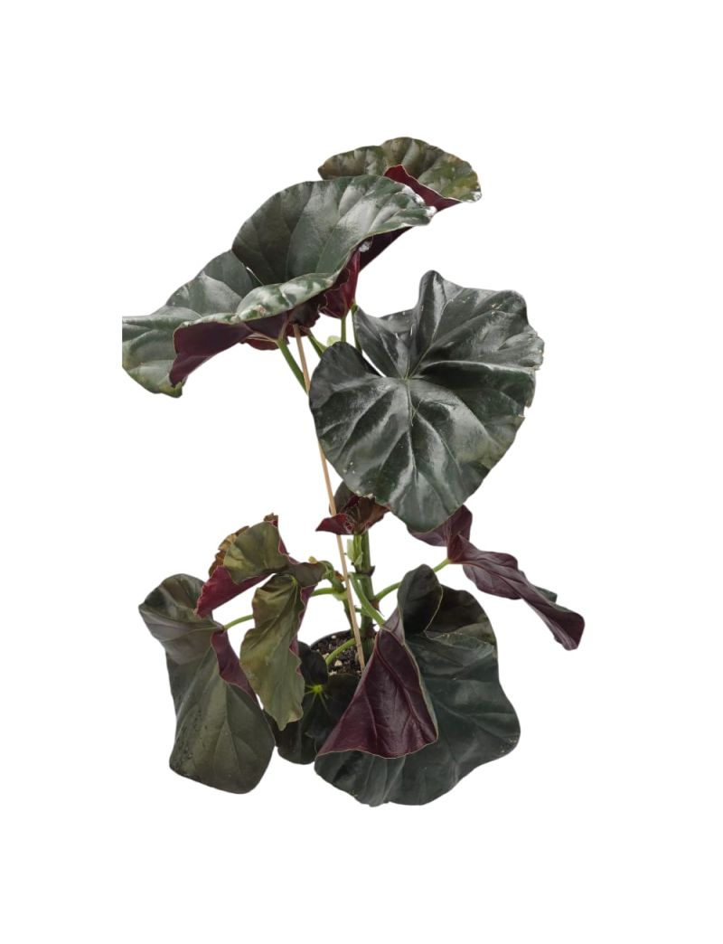 Begonia 'Alice Faye'