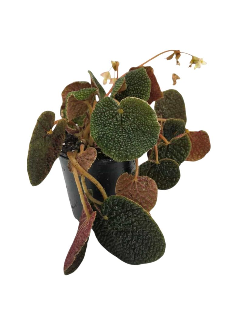 Begonia bullatifolia