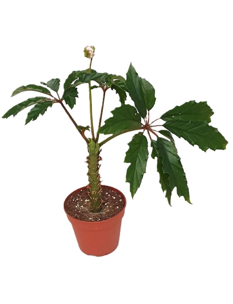 Begonia carolineifolia 'Highlander'