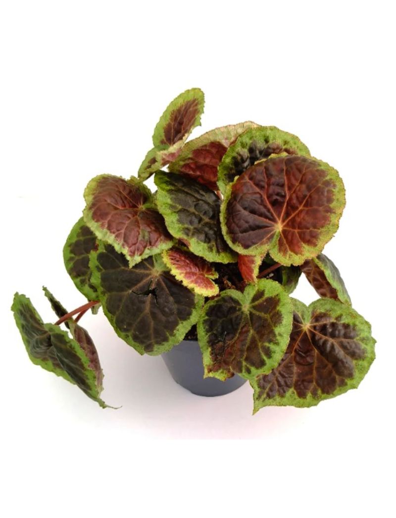 Begonia dongoranensis