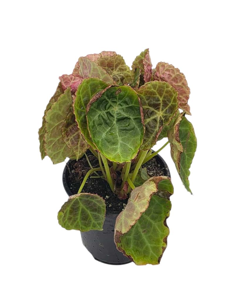 Begonia goegoensis