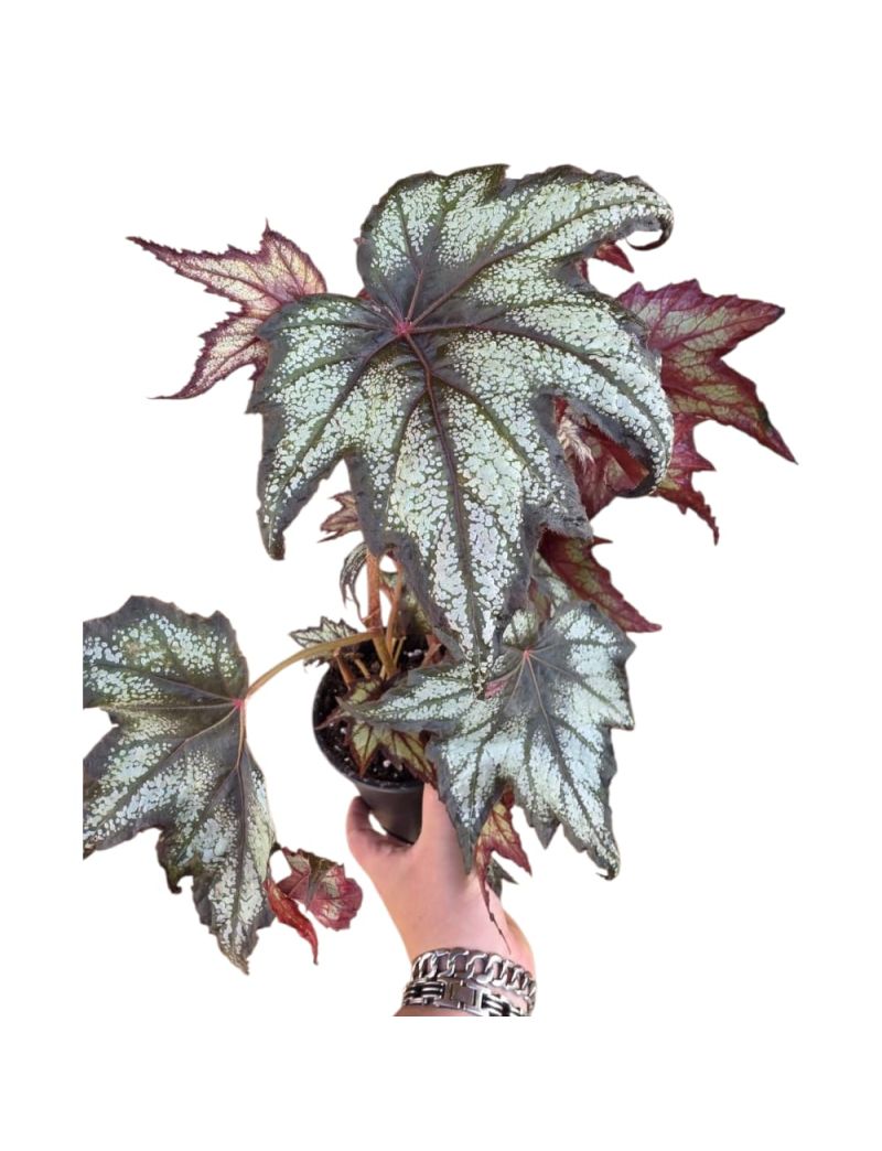 Begonia 'Little Brother Montgomery'