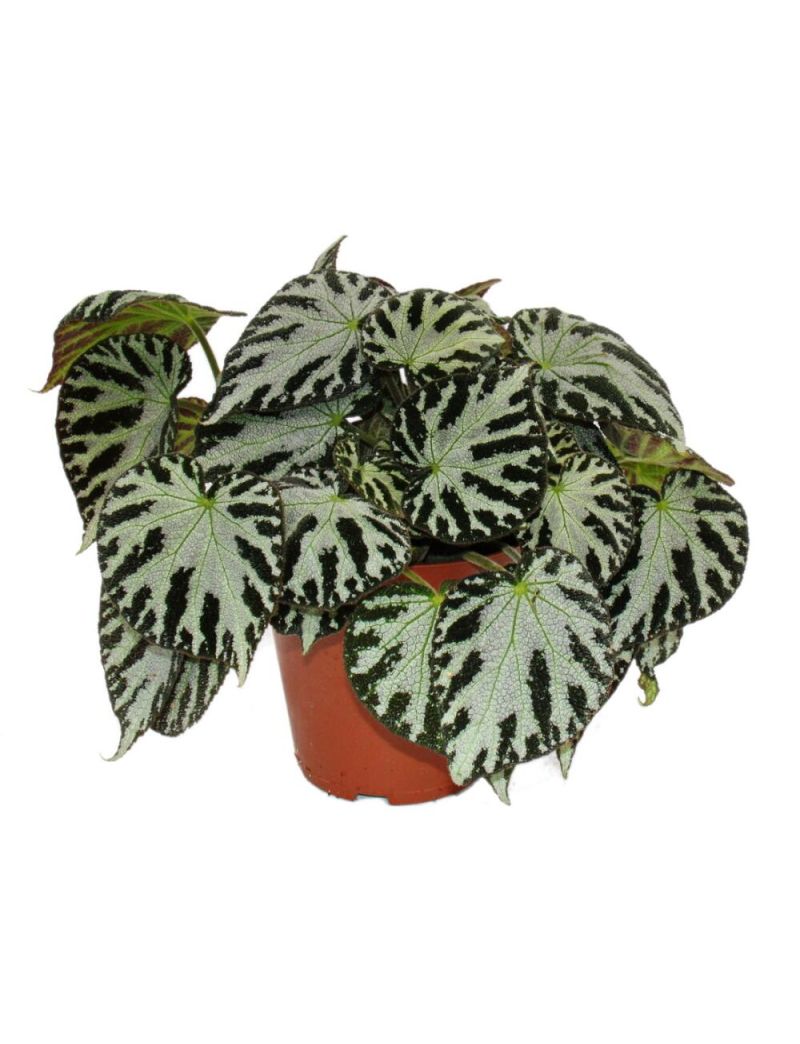 Begonia Silver Jewel
