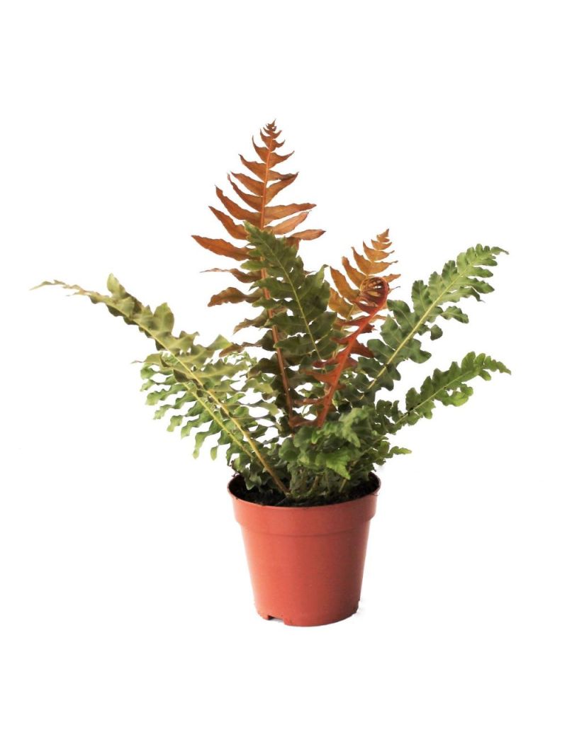Blechnum brasiliense 'Volcano'