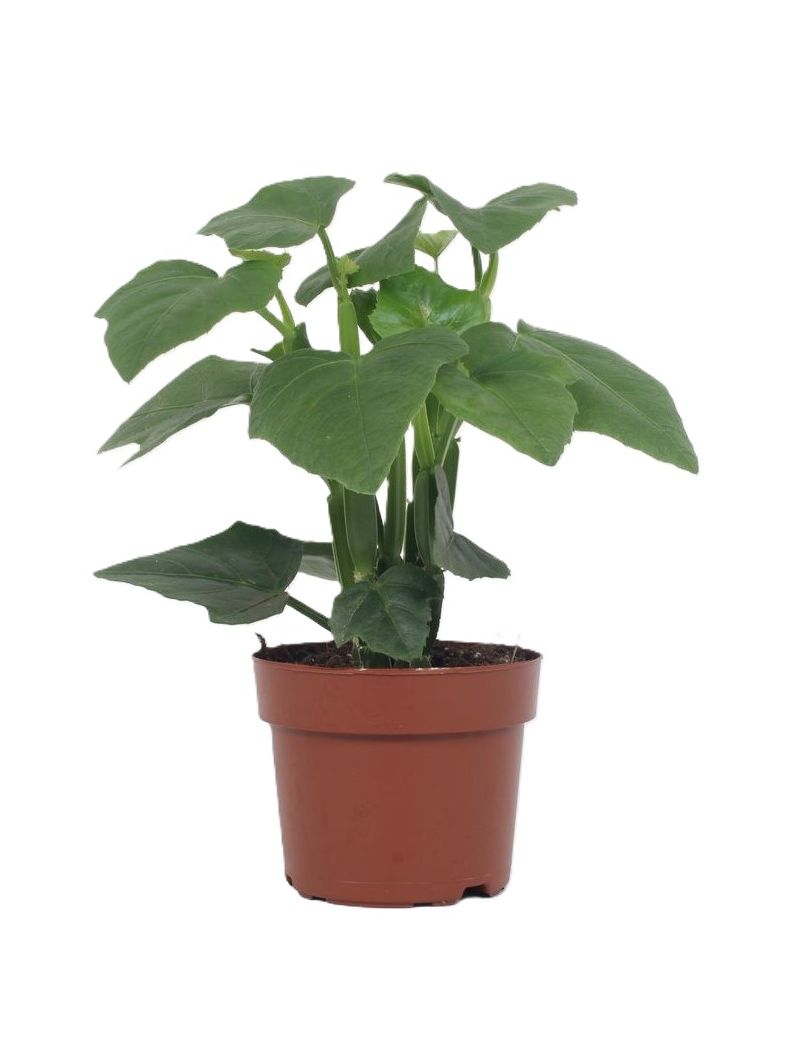 Cissus quadrangularis