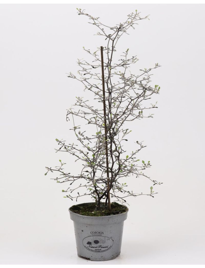 Corokia cotoneaster