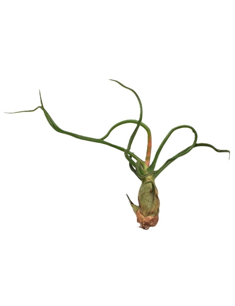 Tillandsia Bulbosa