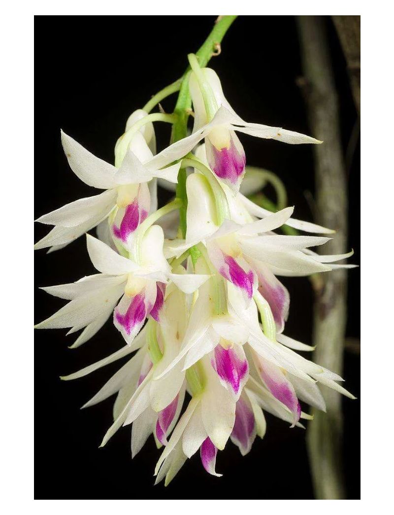 Dendrobium amethystoglossum