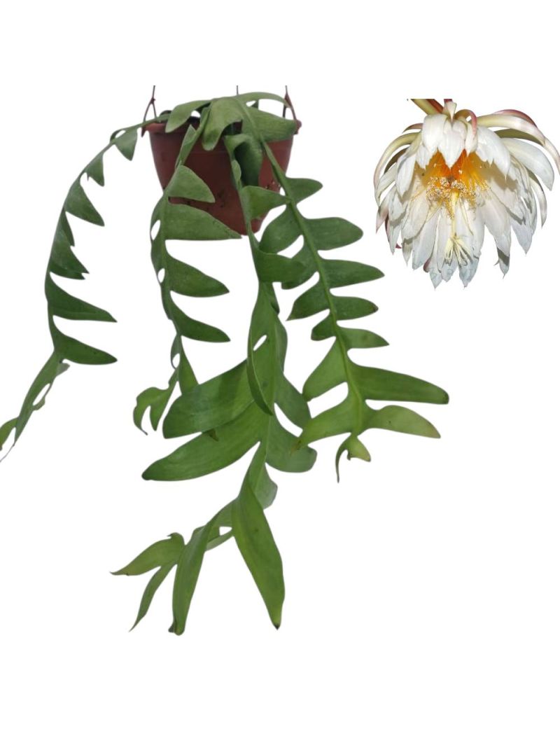 Epiphyllum chrysocardium