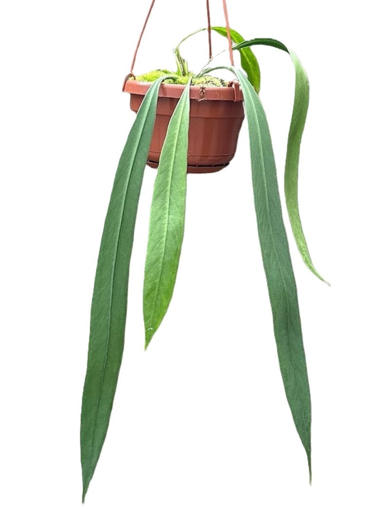 Anthurium vittarifolium