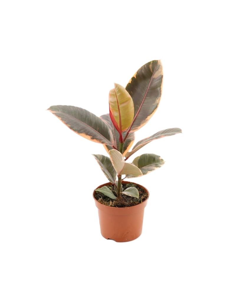 Ficus elastica &lsquo;Belize&rsquo; com folhas variegadas em verde, creme e rosa, planta tropical de interior luminosa.