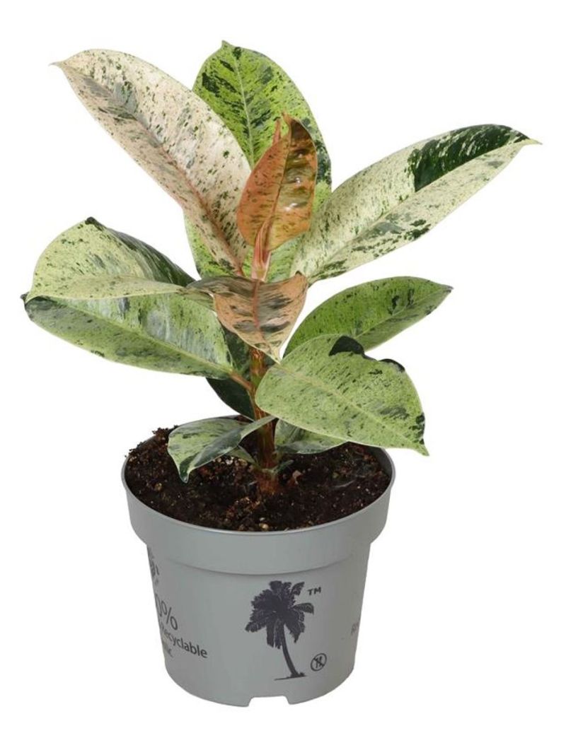 Ficus elastica 'Shivereana Moonshine'