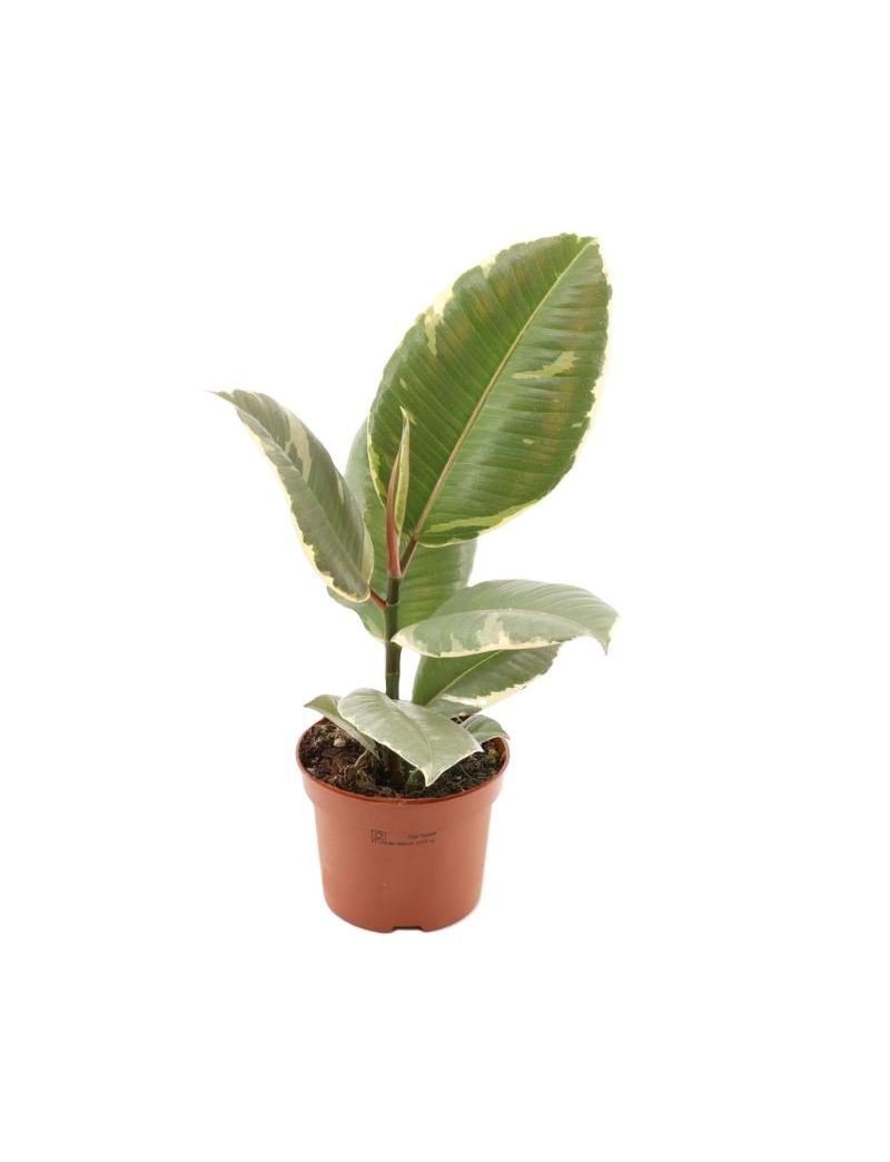 Ficus elastica 'Tineke'