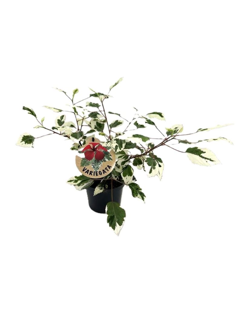 Hibiscus rosa-sinensis 'Variegata'