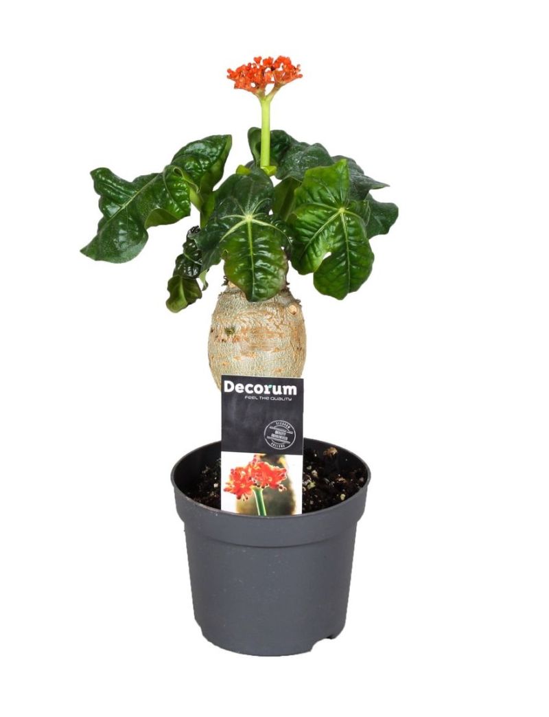 Jatropha podagrica com caudex desenvolvido e folhas verdes