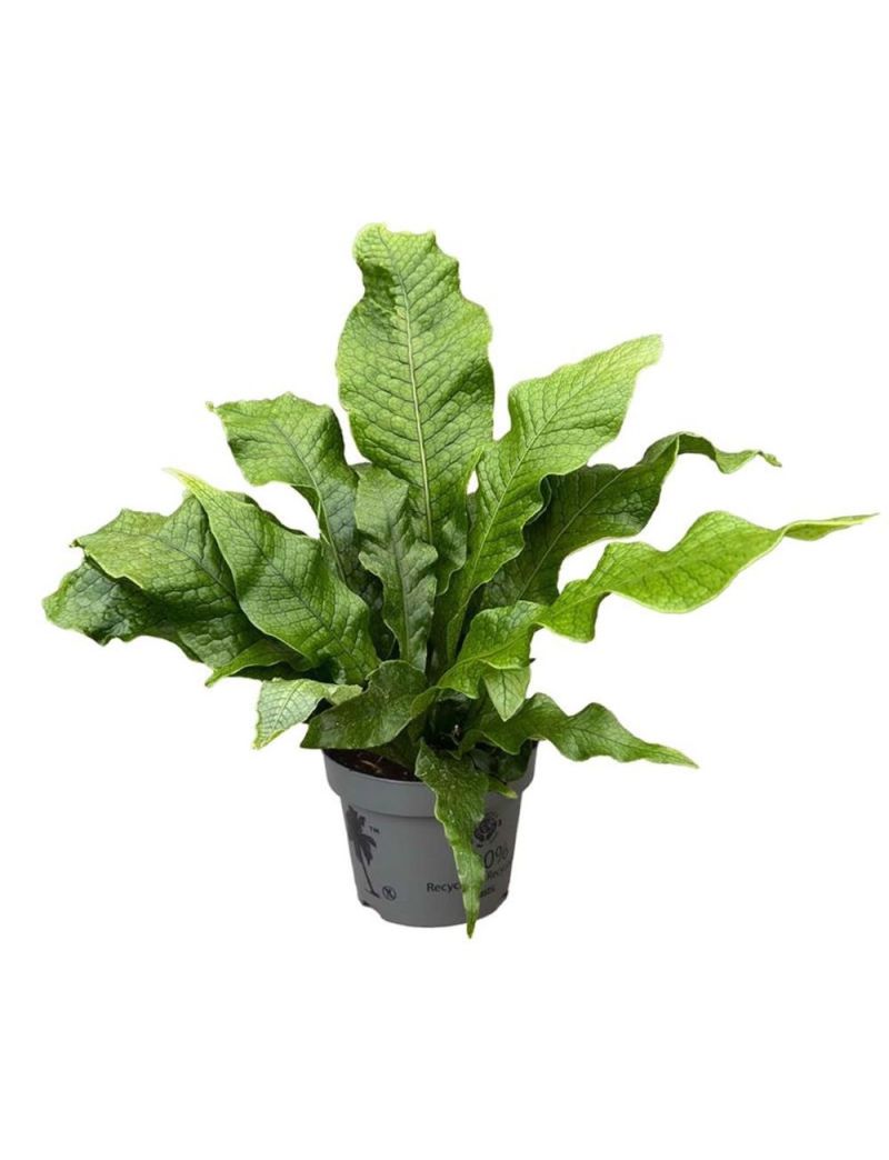 Microsorum musifolium ‘Crocodyllus’