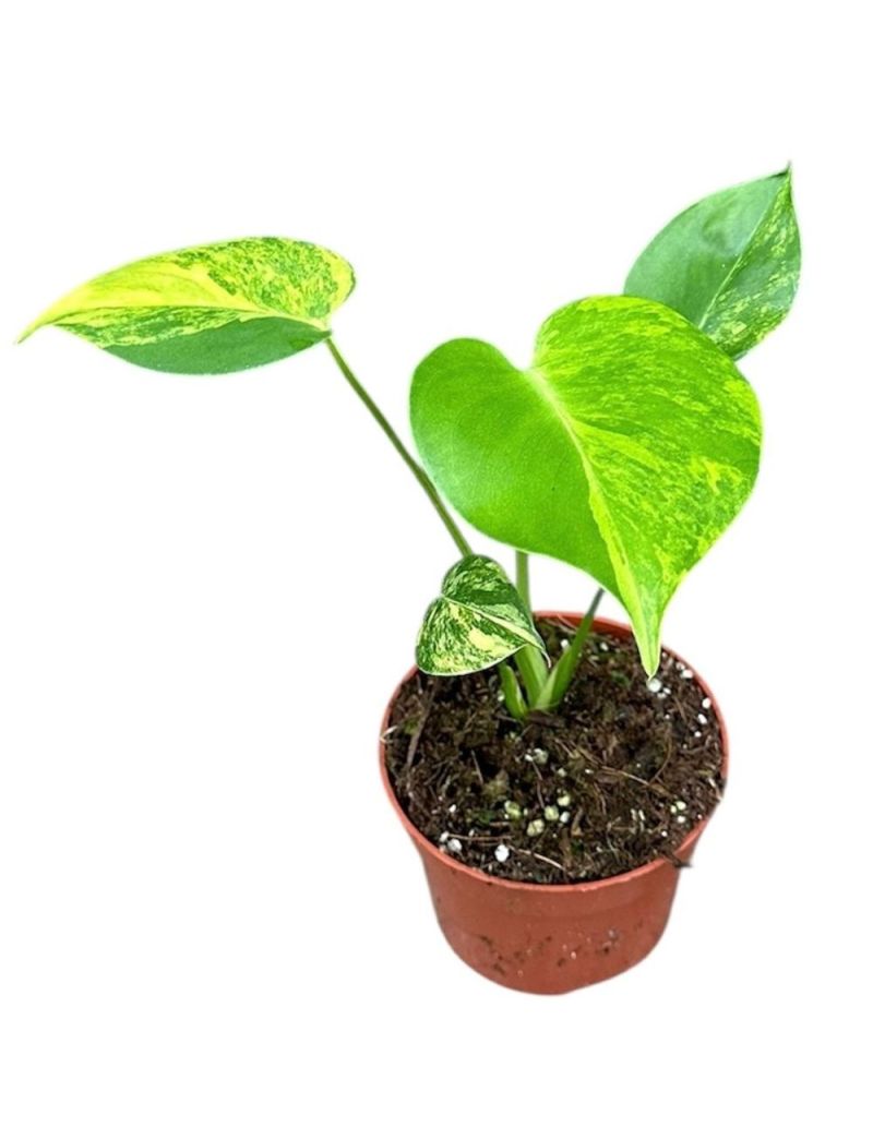 Monstera deliciosa 'Aurea'