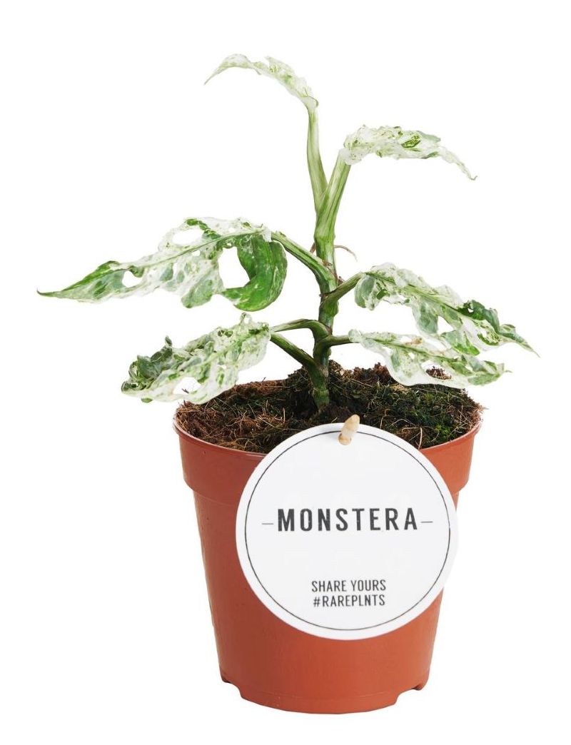 Monstera 'Frozen Freckles'