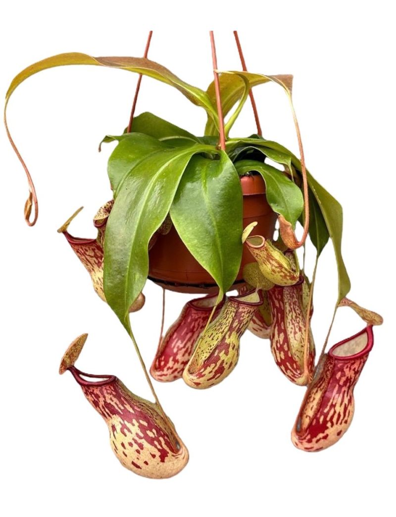 Nepenthes 'Gaya'