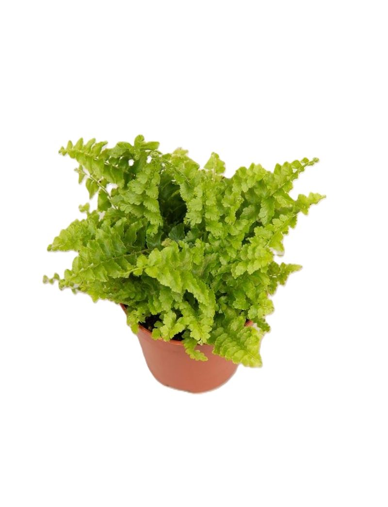 Nephrolepis exaltata ‘Green Fantasy’