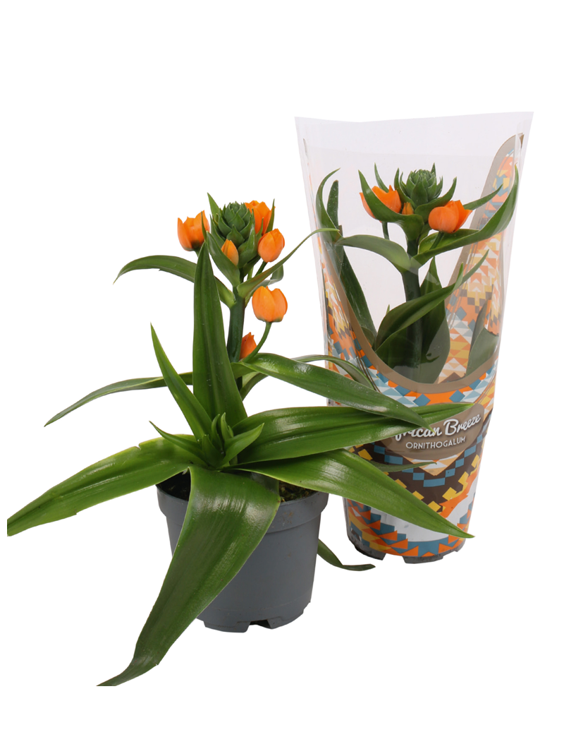 Ornithogalum dubium
