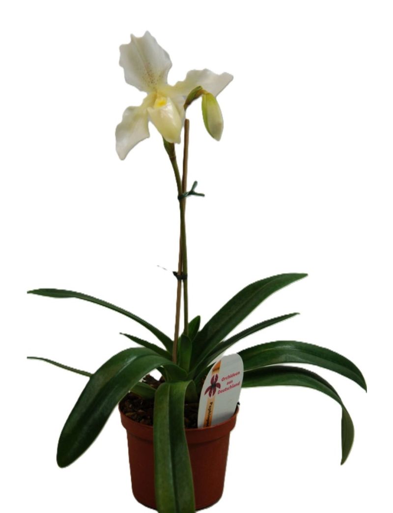 Paphiopedilum Phips
