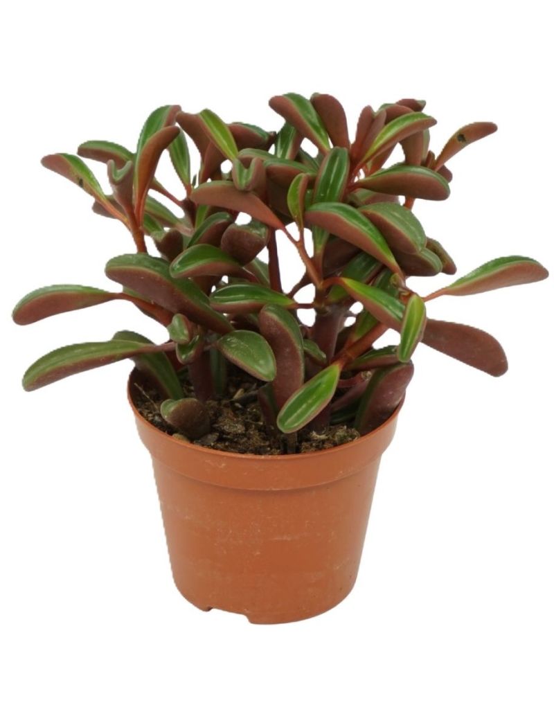 Peperomia graveolens